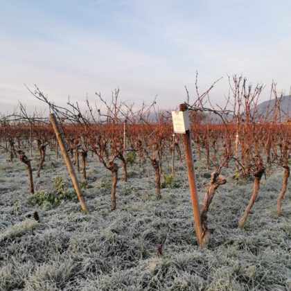 heussler weingut weinberg winter pfalz süw